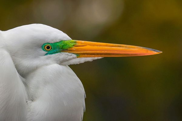 Jones, Adam 아티스트의 Male Great egret in breeding plumage-Merritt Island National Wildlife Refuge-Florida작품입니다.